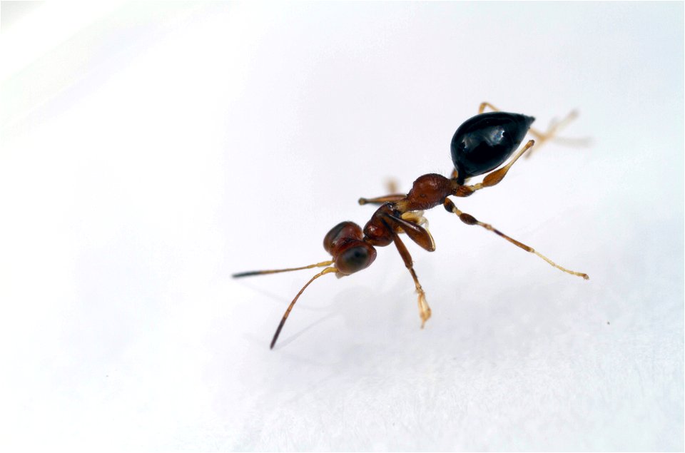 Dryinid wasp (Dryinidae)