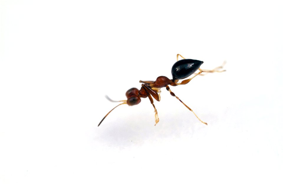 Dryinid wasp (Dryinidae)