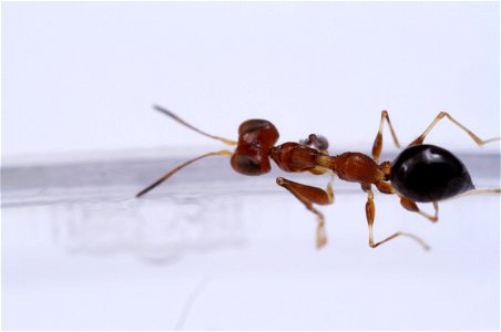 Dryinid wasp (Dryinidae)