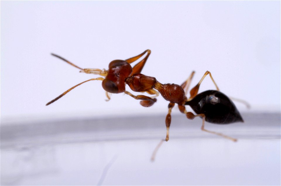 Dryinid wasp (Dryinidae)