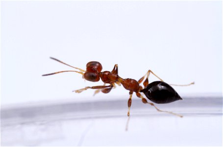 Dryinid wasp (Dryinidae)