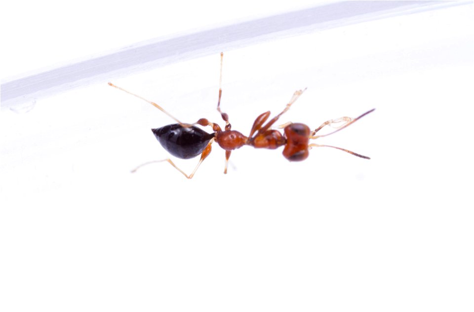 Dryinid wasp (Dryinidae)