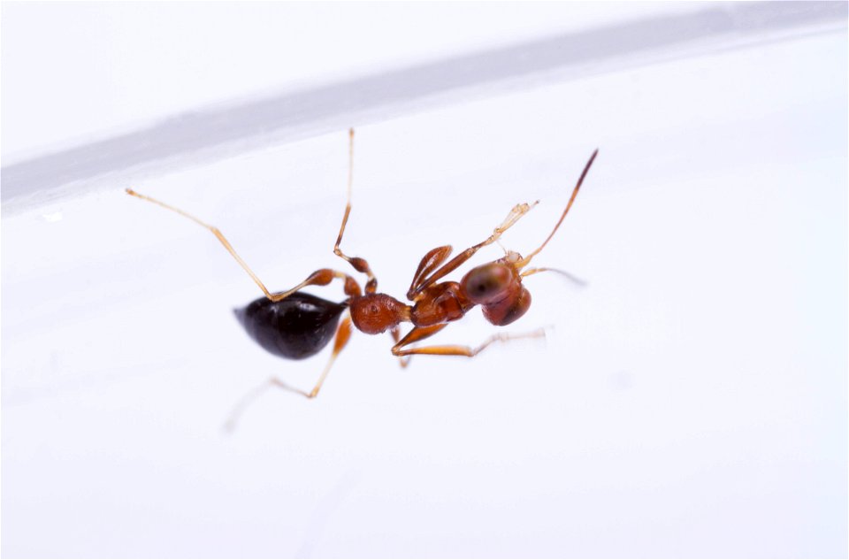 Dryinid wasp (Dryinidae)