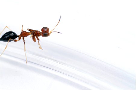 Dryinid wasp (Dryinidae)