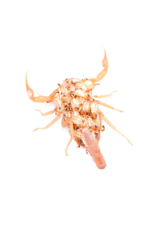 Striped Bark Scorpion  (Buthidae, Centruroides vittatus (Say))
