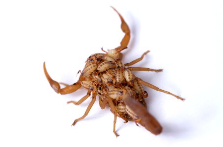 Striped Bark Scorpion  (Buthidae, Centruroides vittatus (Say))
