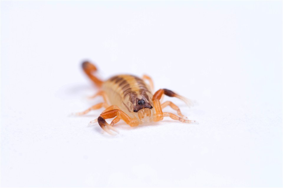 Striped Bark Scorpion  (Buthidae, Centruroides vittatus (Say))