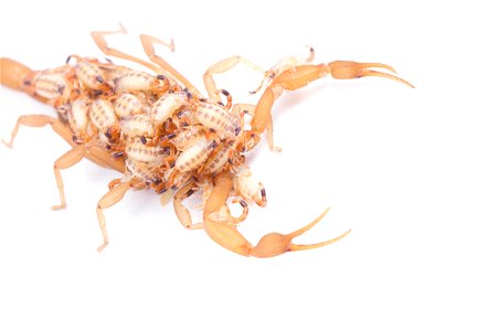 Striped Bark Scorpion  (Buthidae, Centruroides vittatus (Say))