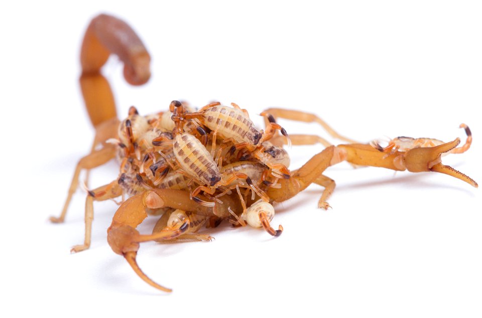 Striped Bark Scorpion  (Buthidae, Centruroides vittatus (Say))