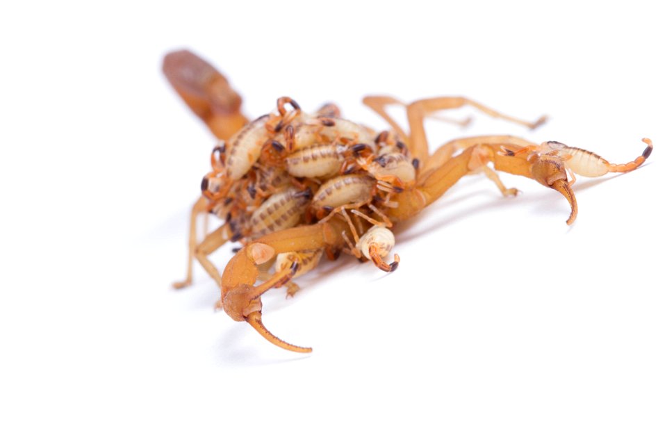 Striped Bark Scorpion  (Buthidae, Centruroides vittatus (Say))