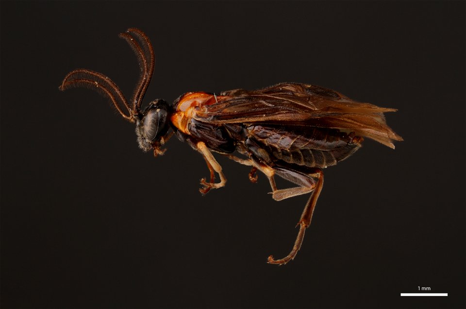 Argid sawfly (Argidae, Hemidianeura texana (Norton))
