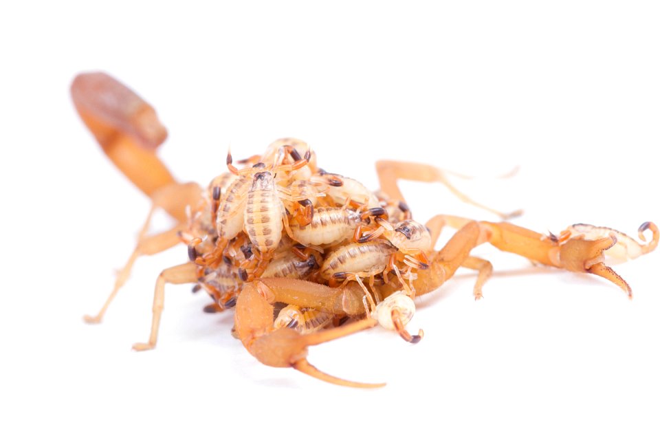 Striped Bark Scorpion  (Buthidae, Centruroides vittatus (Say))