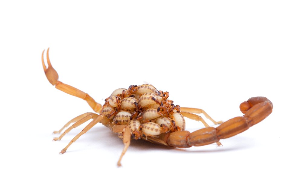 Striped Bark Scorpion  (Buthidae, Centruroides vittatus (Say))