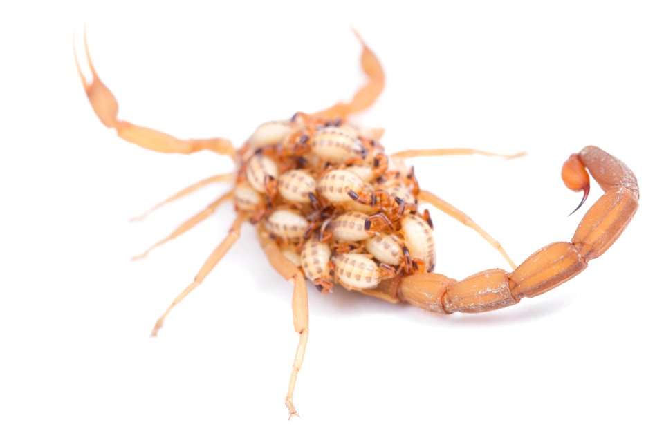 Striped Bark Scorpion  (Buthidae, Centruroides vittatus (Say))