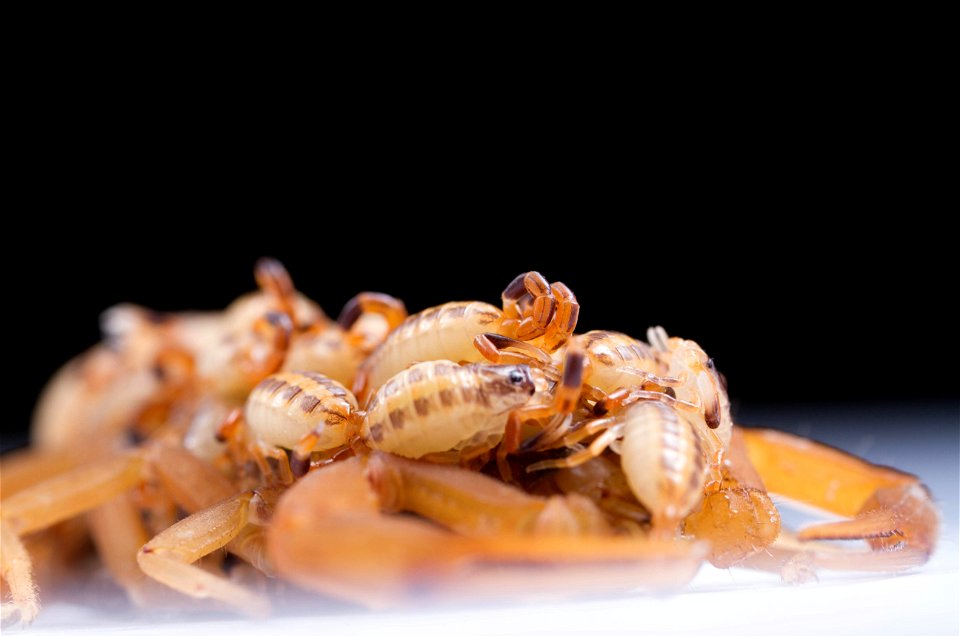 Striped Bark Scorpion  (Buthidae, Centruroides vittatus (Say))
