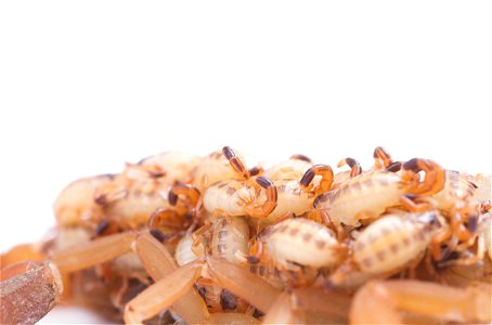 Striped Bark Scorpion  (Buthidae, Centruroides vittatus (Say))