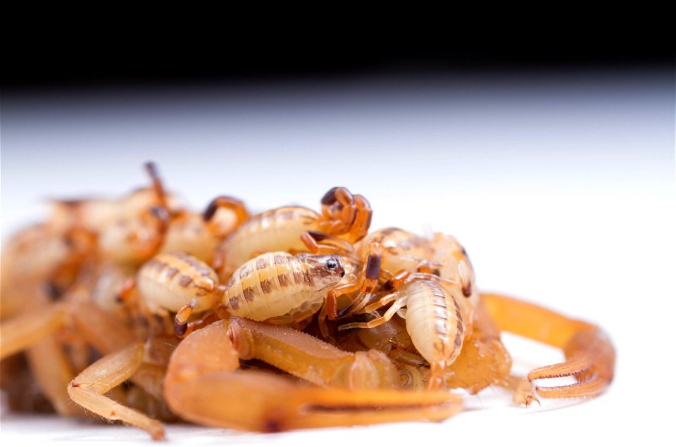 Striped Bark Scorpion  (Buthidae, Centruroides vittatus (Say))