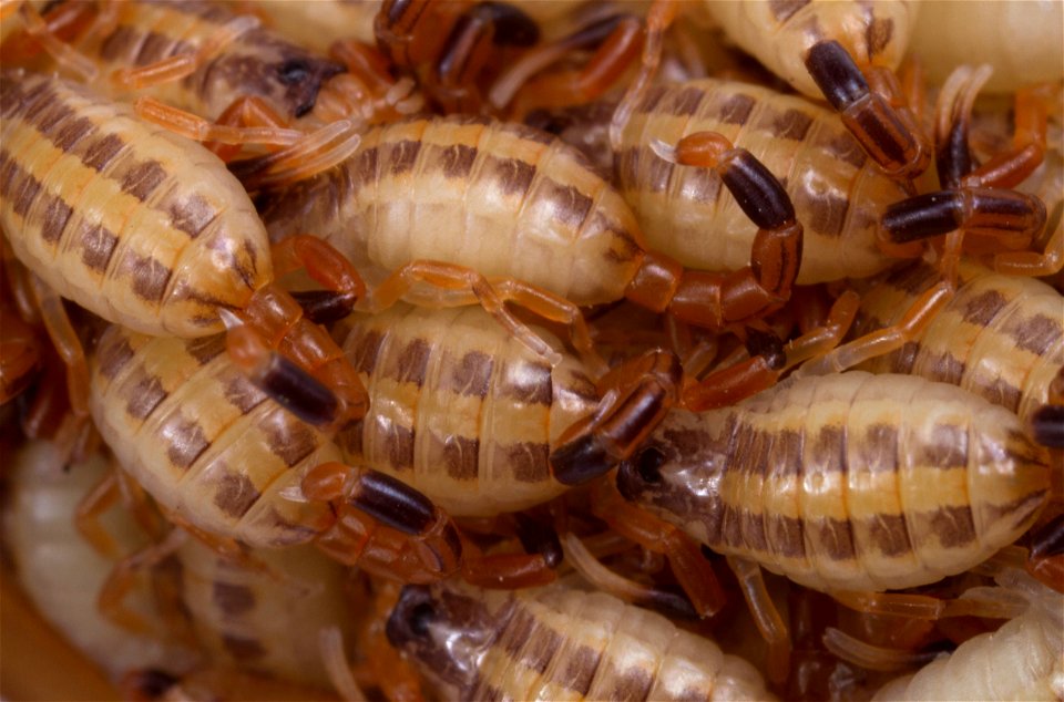 Striped Bark Scorpion  (Buthidae, Centruroides vittatus (Say))
