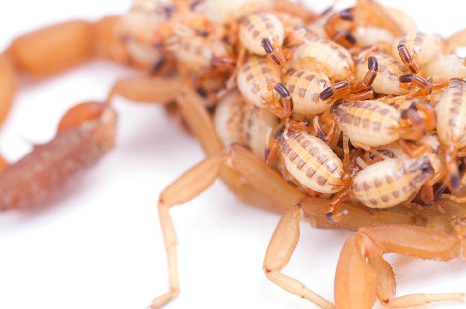 Striped Bark Scorpion  (Buthidae, Centruroides vittatus (Say))