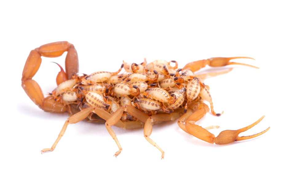 Striped Bark Scorpion  (Buthidae, Centruroides vittatus (Say))