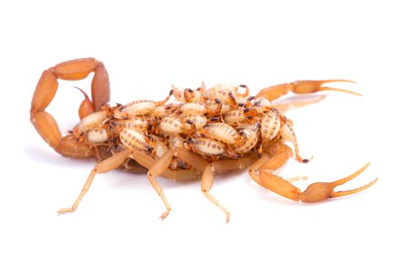 Striped Bark Scorpion  (Buthidae, Centruroides vittatus (Say))