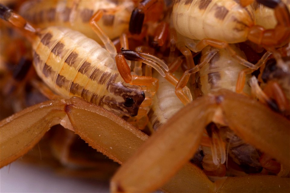 Striped Bark Scorpion  (Buthidae, Centruroides vittatus (Say))