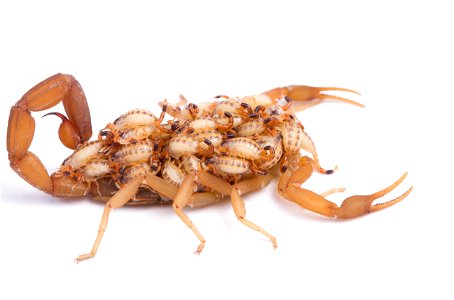 Striped Bark Scorpion  (Buthidae, Centruroides vittatus (Say))