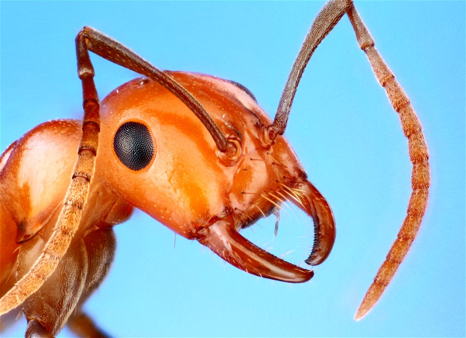 Polyergus montivagus