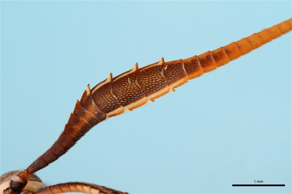 Antenna of Ichneumon wasp (Ichneumonidae, Euceros sp.)