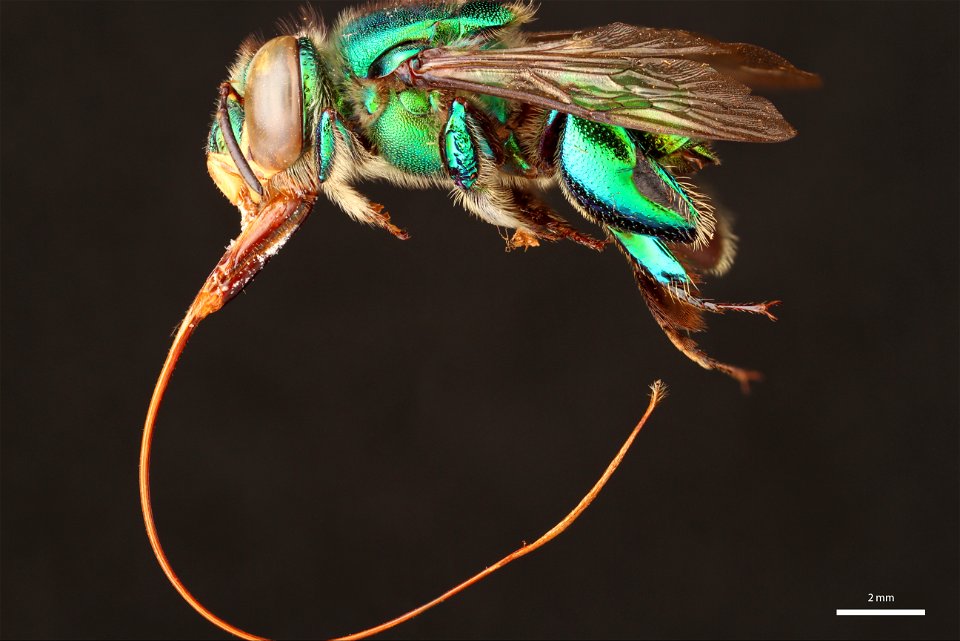 Orchid bee (Apidae, Euglossa allosticta (Moure)) photo