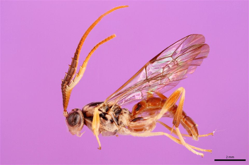 Ichneumon wasp (Ichneumonidae, Euceros sp.)