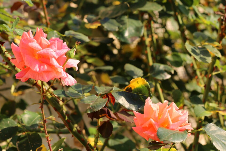 Flower flowers summer