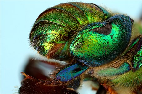 Orchid bee (Apidae, Euglossa hansoni (Moure)) photo