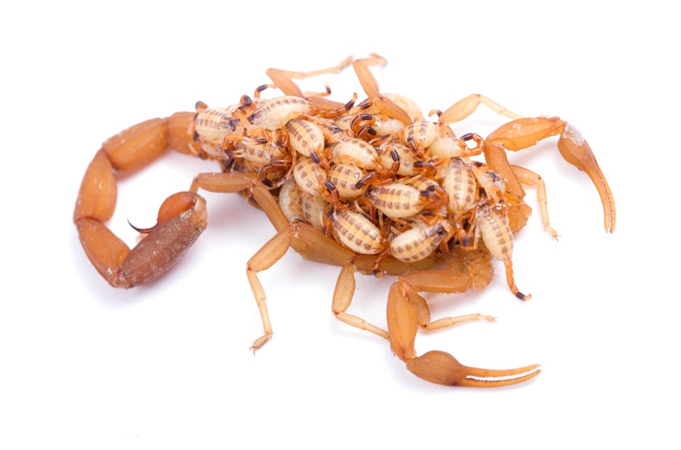 Striped Bark Scorpion  (Buthidae, Centruroides vittatus (Say))