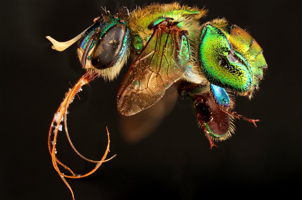 Orchid bee (Apidae, Euglossa hansoni (Moure))