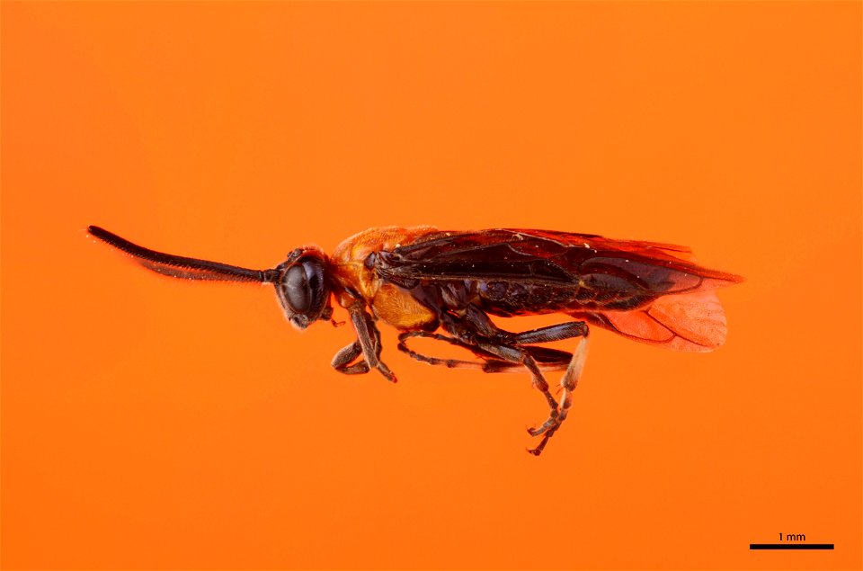 Elm Argid Sawfly (Argidae, Arge scapularis (Klug))