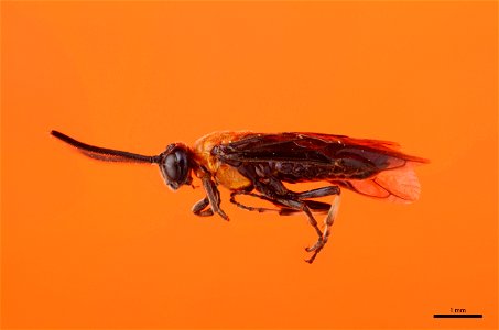 Elm Argid Sawfly (Argidae, Arge scapularis (Klug)) photo
