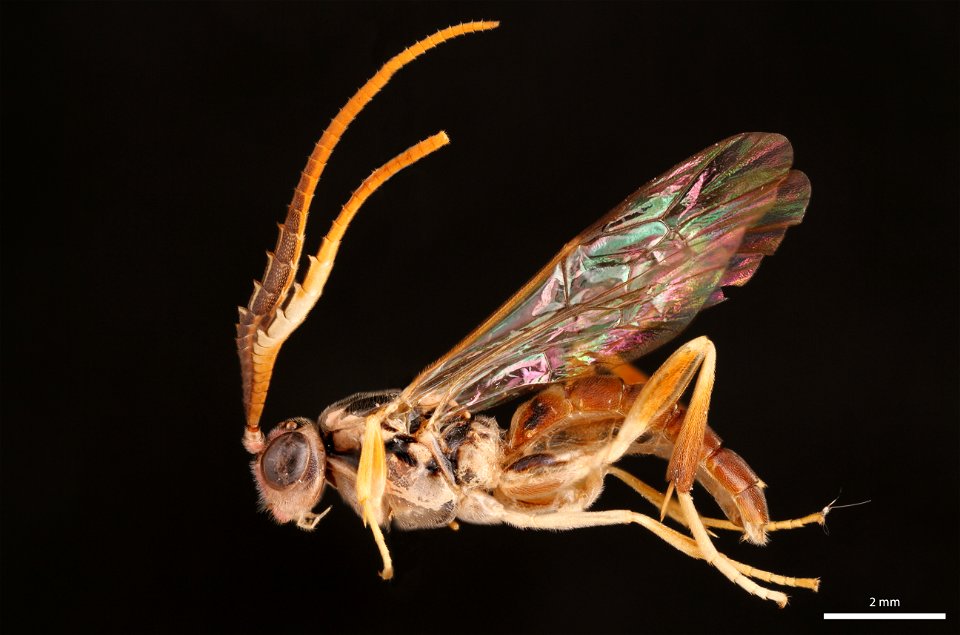 Ichneumon wasp (Ichneumonidae, Euceros sp.)