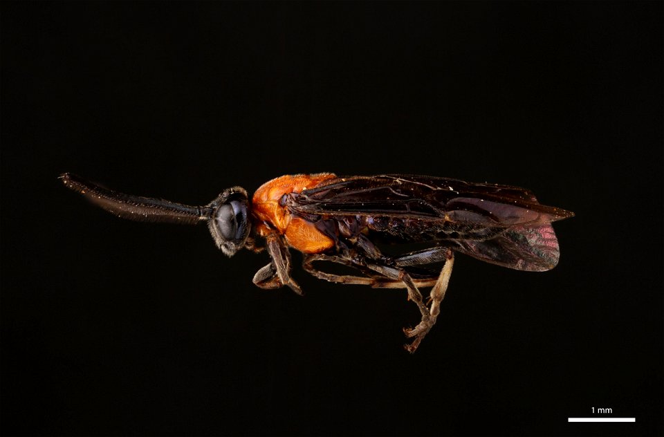 Elm Argid Sawfly (Argidae, Arge scapularis (Klug))