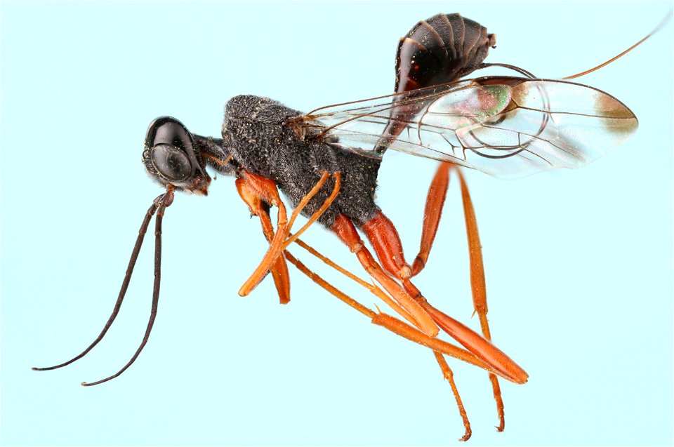 Aulacid wasp (Aulacidae, Pristaulacus spp.)
