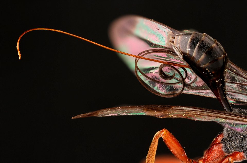Ovipositor and sheath of Aulacid wasp (Aulacidae, Pristaulacus spp.)