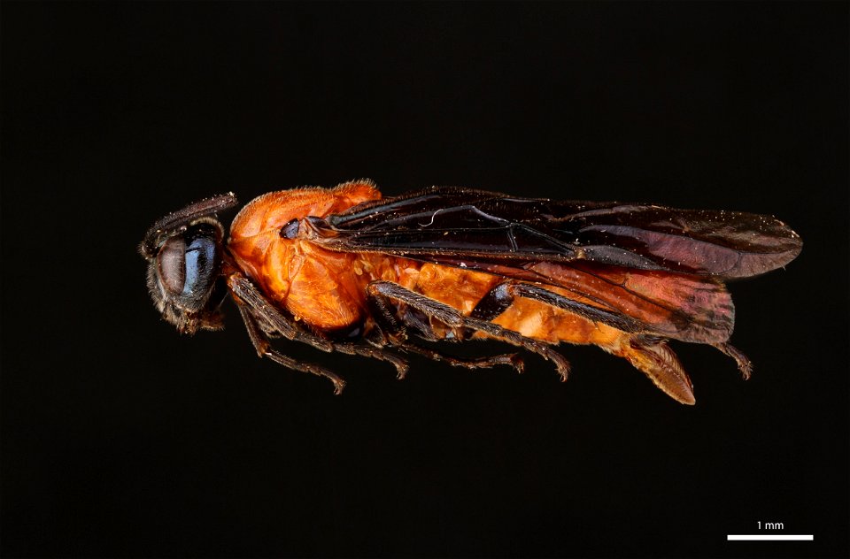 Birch Sawfly (Argidae, Arge pectoralis (Leach))