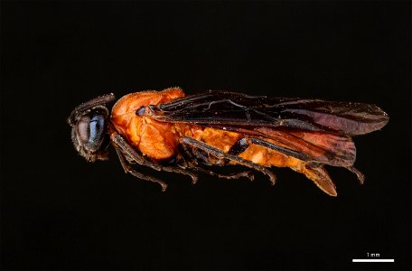 Birch Sawfly (Argidae, Arge pectoralis (Leach))
