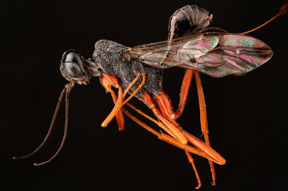 Aulacid wasp (Aulacidae, Pristaulacus spp.)