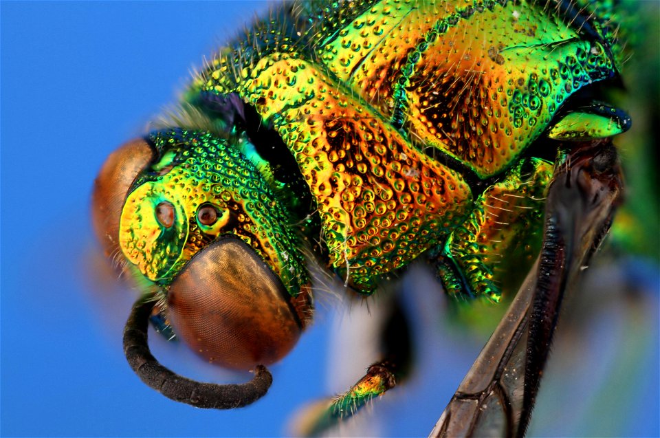 Large cuckoo wasp (Chrysididae, Stilbum cyanurum (Foerster))