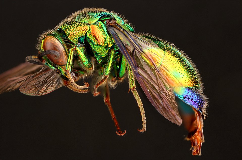 Large cuckoo wasp (Chrysididae, Stilbum cyanurum (Foerster))