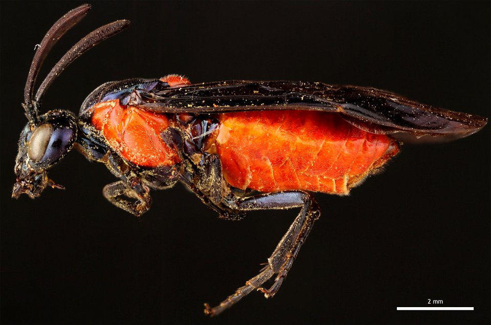 Argid sawfly, Poison Ivy Sawfly (Argidae, Arge humeralis (Pallisot de Beauvois))