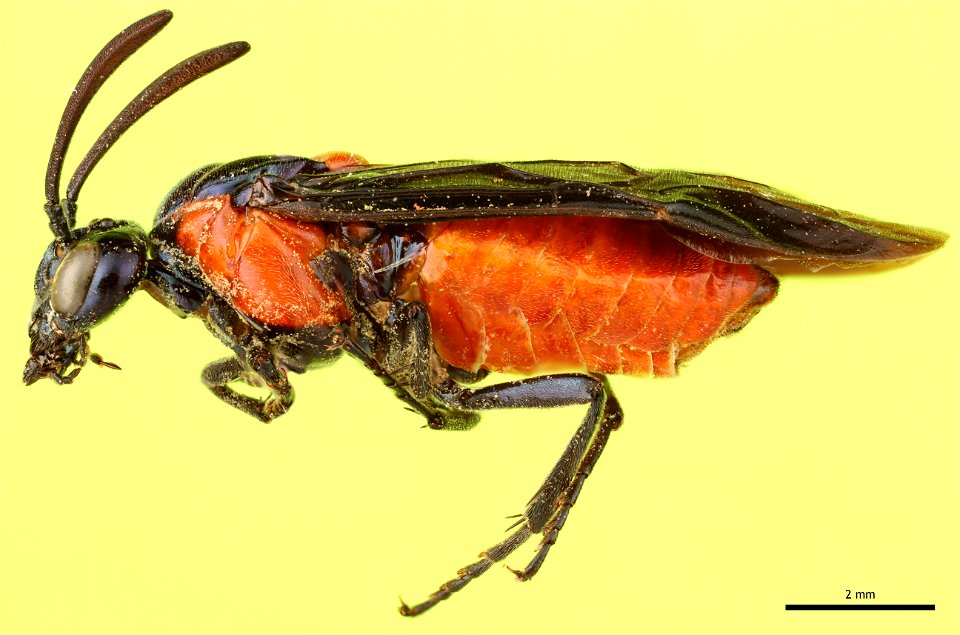 Argid sawfly, Poison Ivy Sawfly (Argidae, Arge humeralis (Pallisot de Beauvois))