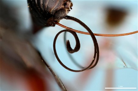 Ovipositor and sheath of Aulacid wasp (Aulacidae, Pristaulacus spp.)