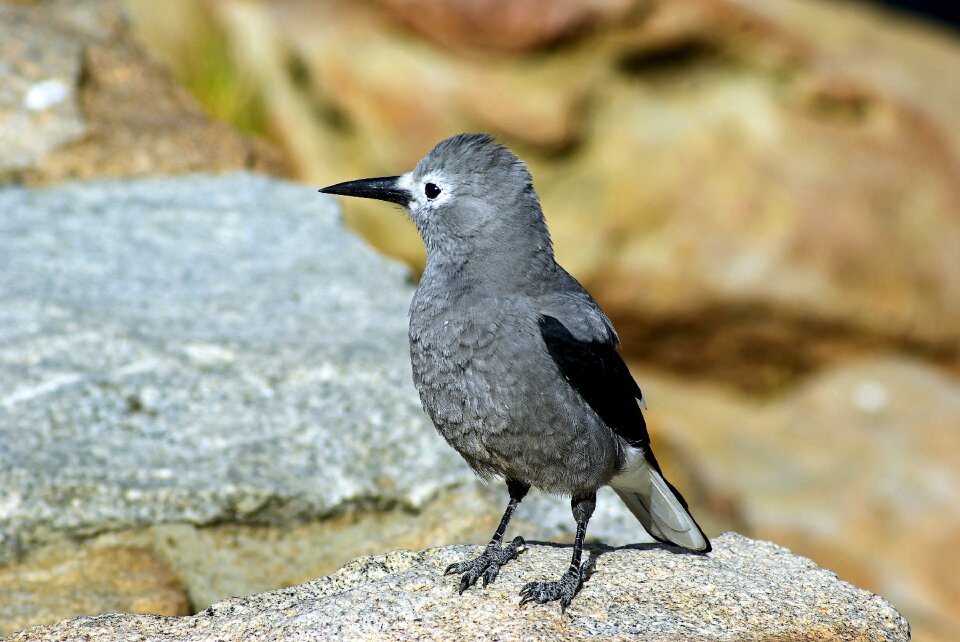 Nutcracker nature colorado
